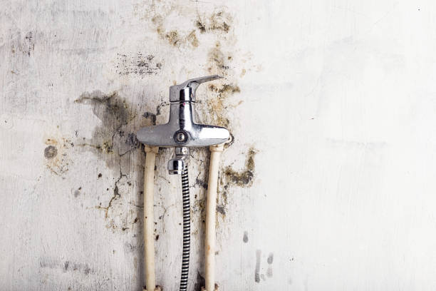 Professional Mold Removal in Caruthers, CA