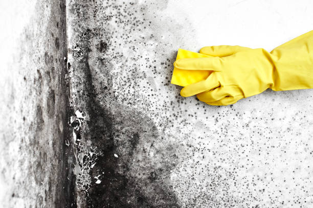 Best Mold Removal Company Near Me  in Ruthers, CA