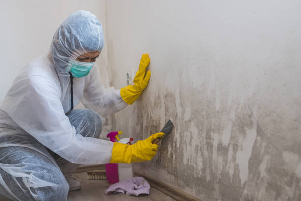 Best Mold Remediation Experts  in Ruthers, CA