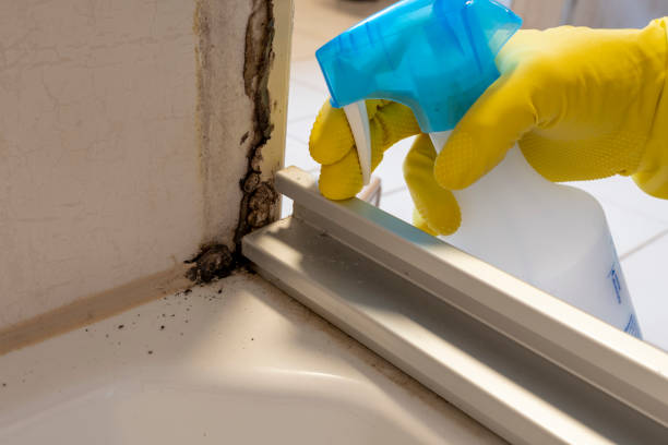 Best Fast Mold Removal  in Ruthers, CA