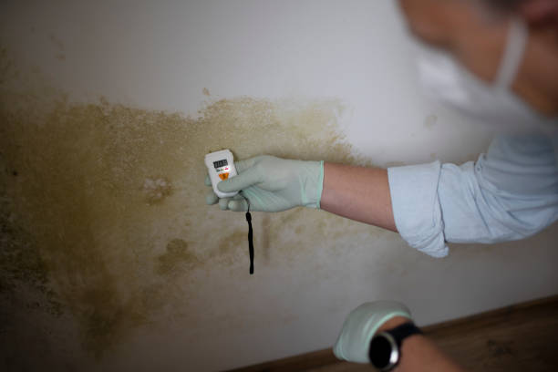 Best Mold Damage Repair  in Ruthers, CA