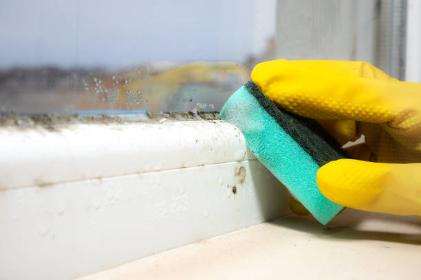 Best Commercial Mold Removal  in Ruthers, CA