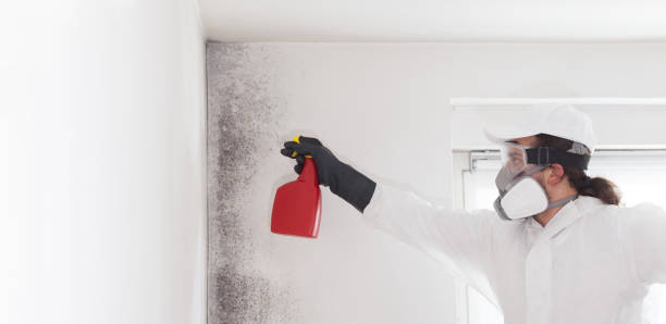 Best Emergency Mold Removal  in Ruthers, CA