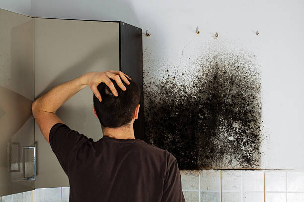 Best Best Mold Removal Companies  in Ruthers, CA