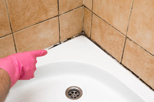 Best Best Mold Removal Companies  in Ruthers, CA